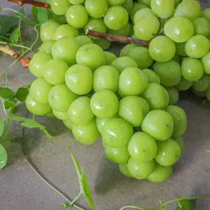 25년 햇 노지 샤인머스켓 가정용 2kg 3수 외