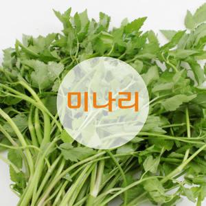 미나리 1박스(4kg) -싱싱한 당일입찰상품