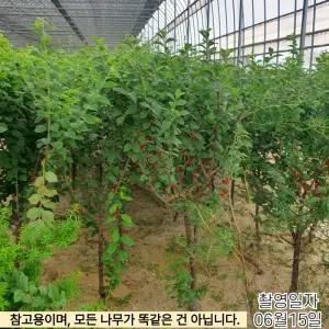 앵두나무 왕앵두 분달이 2-3점내외