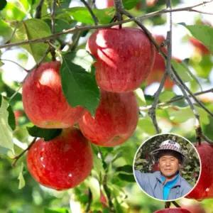 [산지장터] 경북 청송 황하호농부님의 사과 10kg 33-39과내(대과)