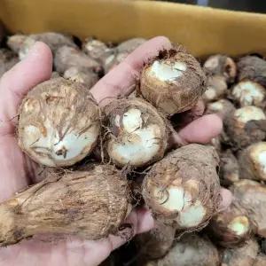 토란 곡성 알토란 특 1kg 야채맘