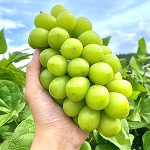[판다프레시]고당도 경북 샤인머스켓 망고포도 2kg, 2.1kg내외