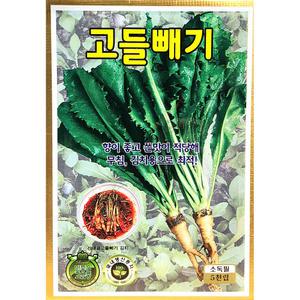 고들빼기 5000립 KS 25년 고들빼기씨앗