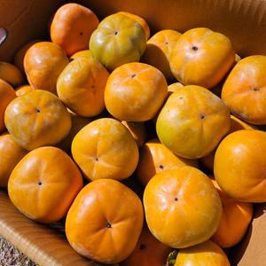 못난이단감 흠집단감 비품 가정용 2.5KG 5KG 10KG 1박스