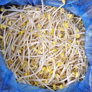 5분마켓 재야 굵은콩나물 콩나물국 밥 3.5KG