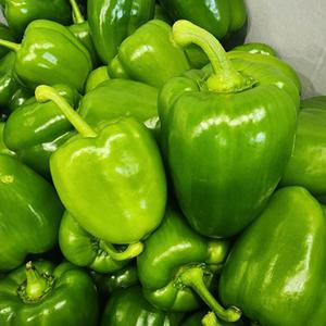 국내산 청피망 1kg 상
