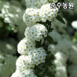 공조팝나무 묘목 키100cm(분) 1개/생울타리/꽃나무