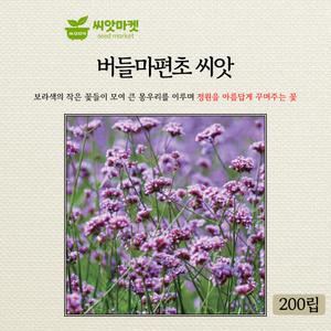 세계 버들마편초 꽃씨앗 200립 다년생 꽃씨 종자