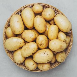 늘바른 국산 친환경 무농약 햇감자800g2봉/개당80g이상