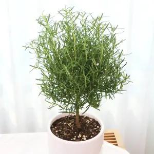 로즈마리 허브 소형 중형 외목대 토피어리 공기정화 향있는 식물 선물 (세라믹화분+받침포함)