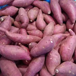 25년 무농약 햇고구마 해남 꿀고구마  꿀밤고구마 (한입) 5kg