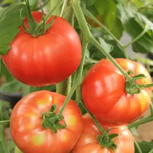 국내산 완숙 찰토마토 산지직송 1kg