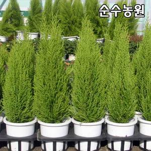 율마나무 묘목 6치포트/공기정화탁월/관상수/실내조경수
