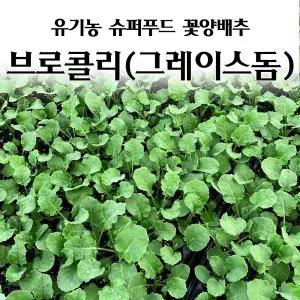 [모종심는아빠] 슈퍼푸드 녹색 꽃양배추 브로콜리 그레이스돔 모종3개