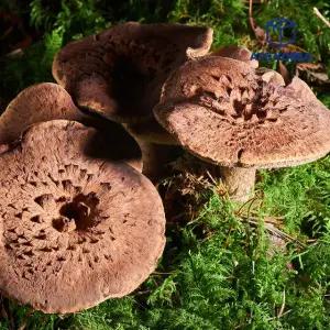 특A급 자연산 능이버섯 1KG 티베트산