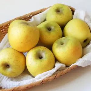 경북 시나노골드 황금사과 가정용 대과 2kg(5-8과 내외)