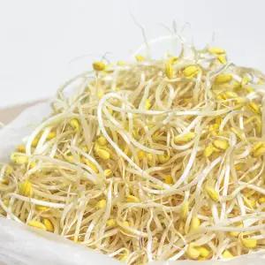 천연암반수로 키운 꼬불이 콩나물 4kg