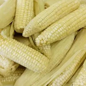 [자미담] 삶은 냉동 찰옥수수(백찰/흑점) 30개 대용량 자연의 맛 남도향