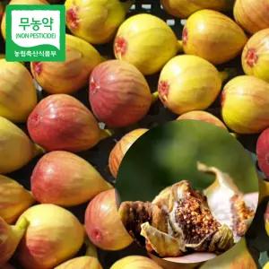 건담농수산 함평 무농약 무화과 말랭이 100G 국산 건무화과 반건조