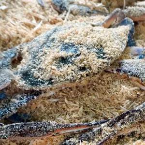 당일조업 서해안 톱밥포장 꽃게 2kg (7~10미 내외)