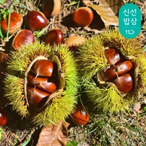 [품질보장] 25년 첫 수확 부여밤 알밤 1kg 대 / 찜용