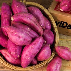 [목메이는 고구마] 25년 햇 밤고구마 5kg(긴특상) 출하