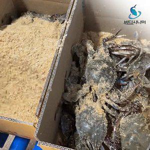 충남 태안군 제철 활꽃게 2키로,3키로(kg당 3~5미) 톱밥포장
