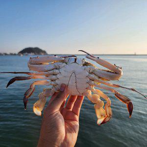 얼음포장 가을활꽃게3KG 12미내외 선도최고!! 태안 신진도