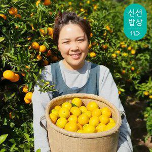 [제주수확] 작을수록 맛있는 응축된 당도 제주 감귤 노지 감귤 5kg