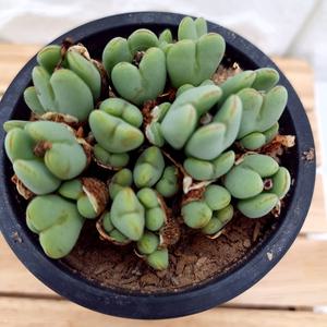 코노피튬 다육이 중품 잘키운 습도올리기 실내공기정화식물 1두이상1-200
