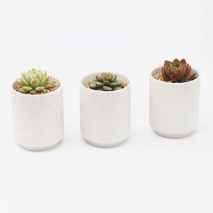 인테리어 반려식물 다육이 세라믹 도자기 백토 화분