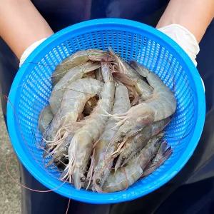 활새우 흰다리 새우 500g/1kg/2kg 구이 찜