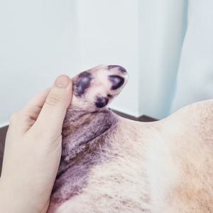 귀여운 강아지 인형 쿠션 쓸데없는 웃긴 선물 인싸템 킹받는 선물