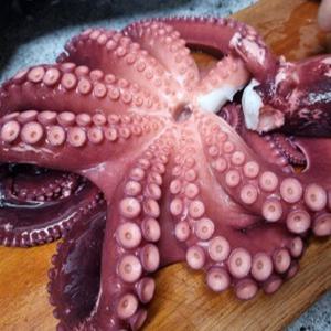 국내산 남해 완도 활 돌문어 500g 1kg 2kg 완도 생물 자숙 제수용 문어 문어숙회