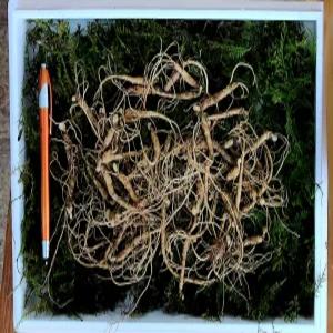 천생삼 산양산삼 못난이 파지 소소삼 3-5년근 100g(40-60뿌리) 산삼 산양삼 장뇌삼