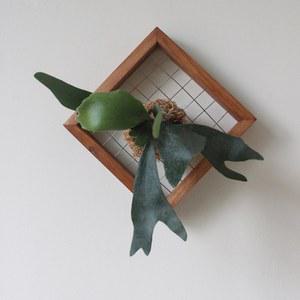 박쥐란 목부작 부작판 행잉플랜트 그린 중대형] 행잉식물 양재꽃시장 제지술 18CM