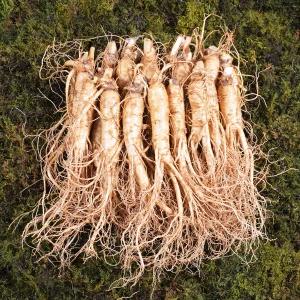 금산인삼수삼 원수삼 중 무료세척 1채750g 14~17뿌리