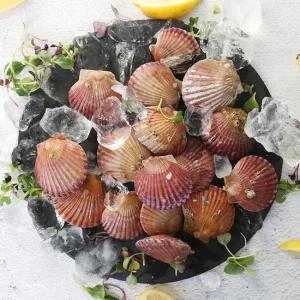 [산지직송] 당일조업 통영 제철 홍가리비 1kg