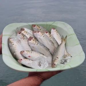 제철회 전어 전어회 여름전어_작은사이즈 500g 1kg