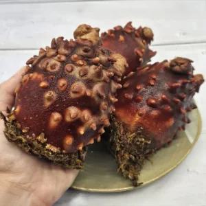 동해안 제철 대왕 활멍게 참멍게 1kg