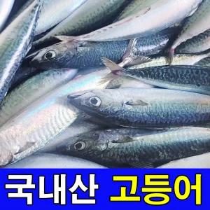 주문진 오늘 새벽에 조업한 국내산 생물 고등어 3kg 5~6마리 당일조업