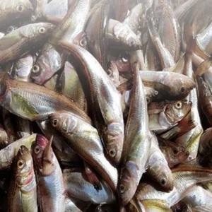 동해안 햇 도루묵 1kg 20미내외 구이 조림 탕 찜용