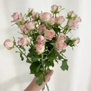오후의 꽃 제제벨 미니 스프레이 장미 꽃다발 생화택배 양재꽃시장