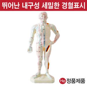 동인형 침구 26cm 0101ZY 사람인체구조 이끼 지압봉 요골 척골 인체해부도 고관절 경혈 얼굴침술
