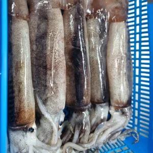 당일바리 국내산 생물 오징어 대 1kg