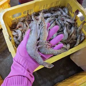 자연산 생물 대하 1kg(30~40미)