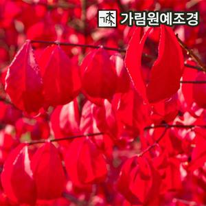 화살나무 묘목 콤팩트화살 3치포트(5개) 가림원예조경