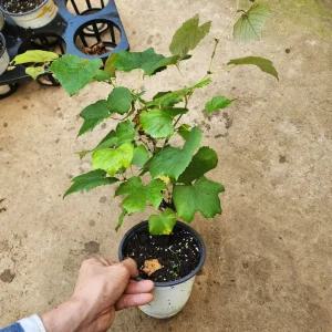 포도나무 묘목 머루포도(mba) 5치포트 가림원예조경