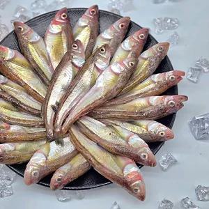 바디의 진미 동해안 급냉 도루묵 2kg(40마리 내외) 