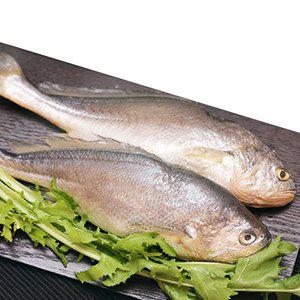 [에이치제이푸드] 반건조 부세조기 5미(25~30cm /마리당 200g내외)